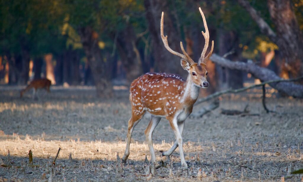 Sundarban