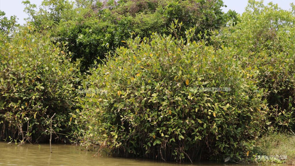 Ratargul Swamp Forest