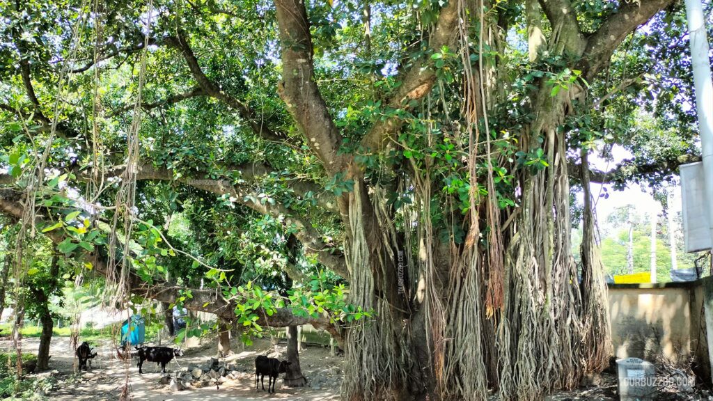 T-Badh - Rajshahi